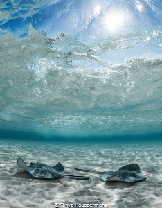 'Catching Some Rays' - Southern stingrays enjoying the wa... by Tanya Houppermans 